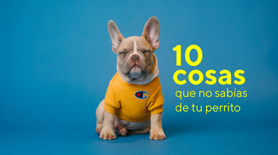 10 cosas que no sabias de tu perro